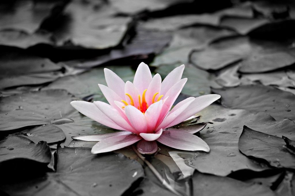 water lily, pink, aquatic plant